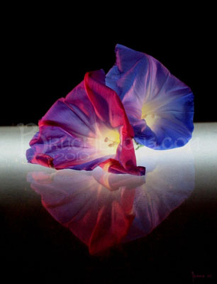 001_Morning_Glory_Flowers_1