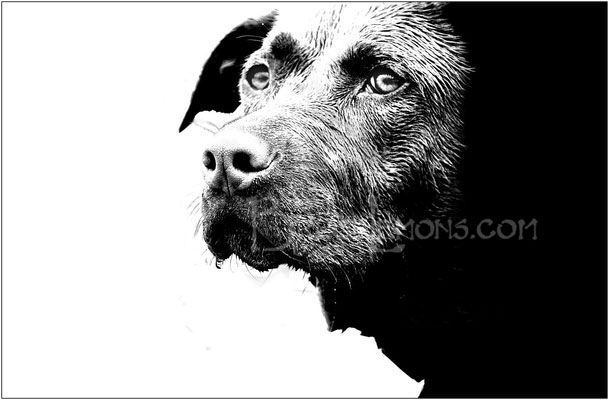 006_Belly_Chocolate_Lab_Dog_3