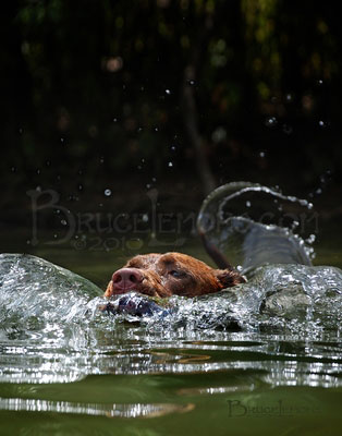 008_Belly_Chocolate_Lab_Dog_Swim_1