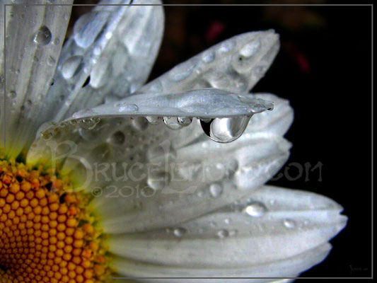 010_Flower_Macro_Daisy_Water_Drop