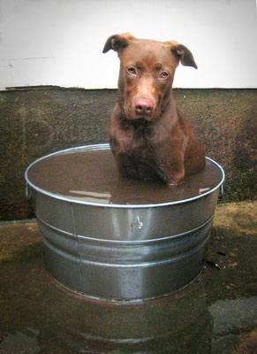 011_Belly_Chocolate_Lab_Puppy_Bucket_1