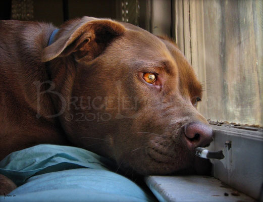 019_Belly_Chocolate_Lab_Dog_4