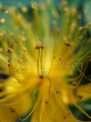 020_Flower_Macro