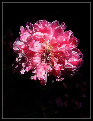 023_Peach_Blossom_Flower