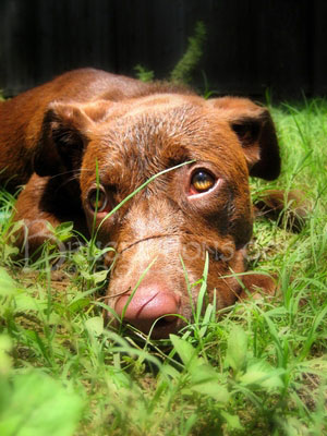 024_Belly_Chocolate_Lab_Puppy_Sad