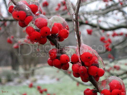 027_Austin_Ice_Storm_2007