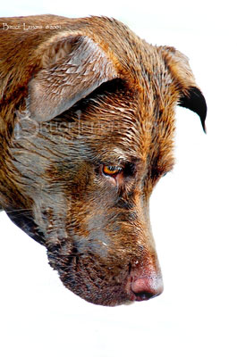 029_Belly_Chocolate_Lab_Dog_1