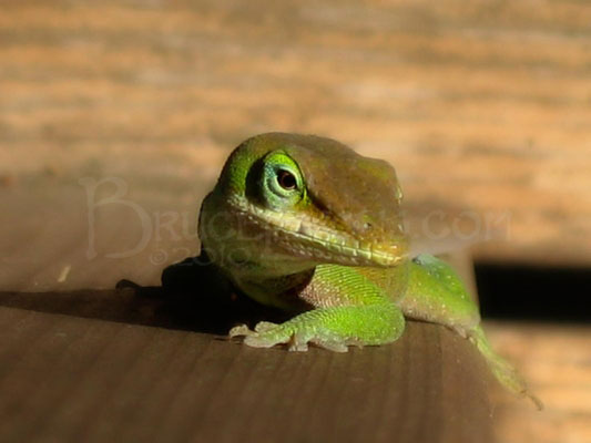 034_Austin_Lizard_Green_Anole