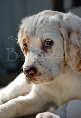 039_Springer_Spaniel_Puppy_2