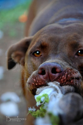 045_Belly_Chocolate_Lab_Dog_Tug