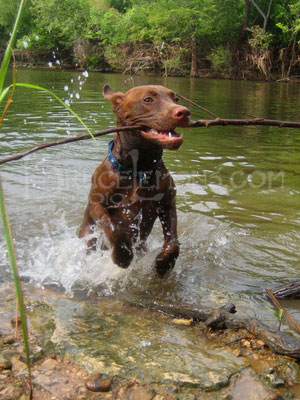 050_Belly_Chocolate_Lab_Puppy_Creek_Play_1