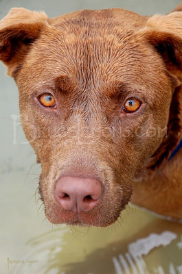 052_Belly_Chocolate_Lab_Dog_2