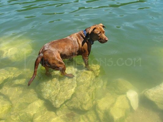 054_Belly_Chocolate_Lab_Dog_Swim_3