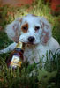T004_Springer_Spaniel_Puppy_Bottle