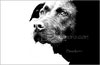 T006_Belly_Chocolate_Lab_Dog_3
