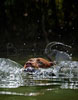T008_Belly_Chocolate_Lab_Dog_Swim_1