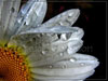 T010_Flower_Macro_Daisy_Water_Drop