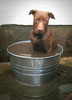 T011_Belly_Chocolate_Lab_Puppy_Bucket_1