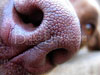 T013_Belly_Chocolate_Lab_Dog_Nose