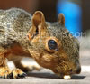 T016_Austin_Squirrel