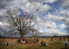 T018_Austin_Zilker_Park_Kite_Festival_Kite_Eating_Tree