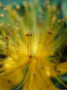 020_Flower_Macro