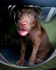 021_Belly_Chocolate_Lab_Puppy_1