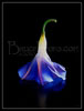 T025_Morning_Glory_Flower_3