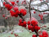 T027_Austin_Ice_Storm_2007