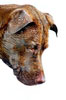 T029_Belly_Chocolate_Lab_Dog_1