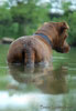T032_Belly_Chocolate_Lab_Dog_Swim_2