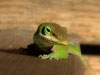 T034_Austin_Lizard_Green_Anole