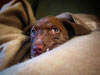 T037_Belly_Chocolate_Lab_Puppy_5