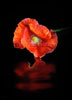 T041_Red_Corn_Poppy_Flower
