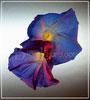 T046_Morning_Glory_Flowers_2