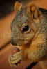 T047_Austin_Squirrel_2