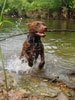 T050_Belly_Chocolate_Lab_Puppy_Creek_Play_1