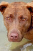 T052_Belly_Chocolate_Lab_Dog_2