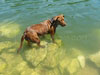 T054_Belly_Chocolate_Lab_Dog_Swim_3